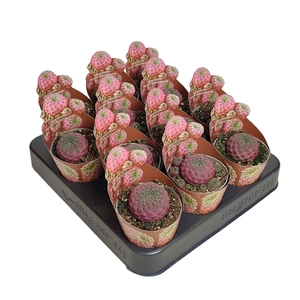 SULCOREBUTIA RAUSCHII VIOLACIDERMIS - POT Ø 6,5 SHAPED POT COVER (CACTUS)