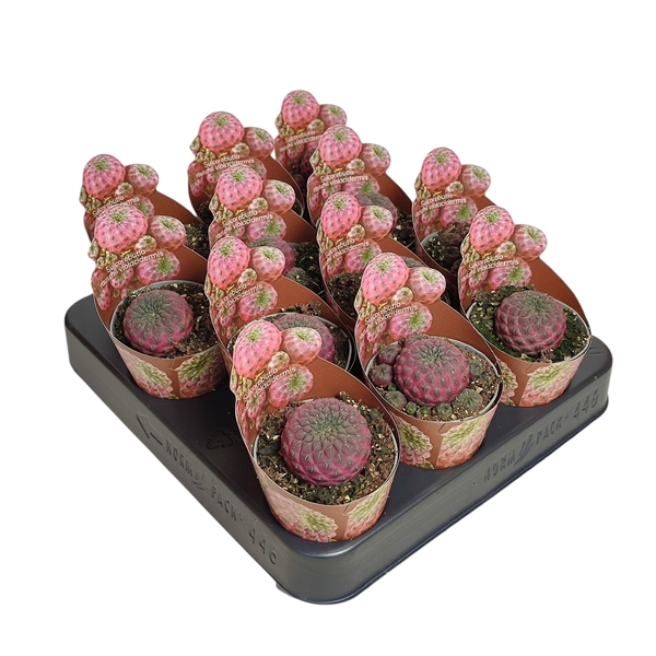 <h4>SULCOREBUTIA RAUSCHII VIOLACIDERMIS - POT Ø 6,5 SHAPED POT COVER (CACTUS)</h4>