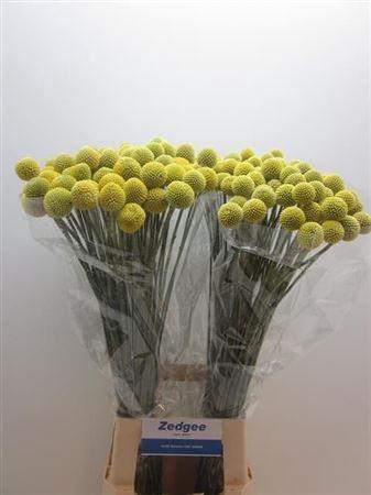 <h4>Craspedia Paintball Pop</h4>