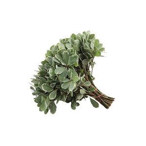Pittosporum Ilan