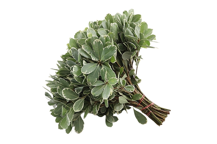 <h4>Pittosporum Ilan</h4>