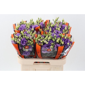 Eus G Corelli Lavend