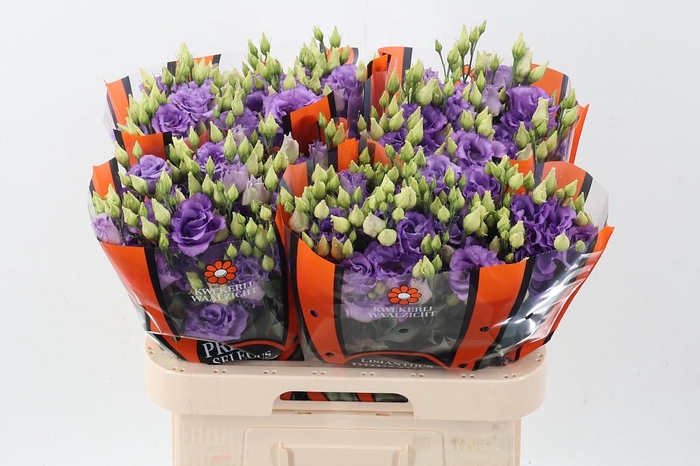 <h4>Eus G Corelli Lavend</h4>