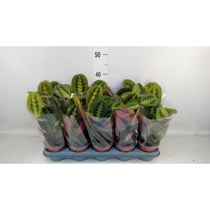 Maranta leuc. 'Fascinator'