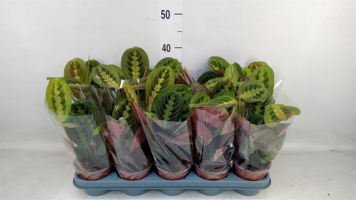 <h4>Maranta leuc. 'Fascinator'</h4>