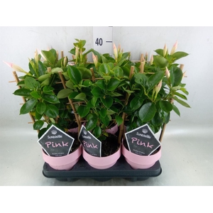 Mandevilla am. 'Sundav Cream Pink'