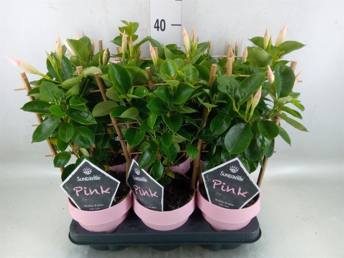 <h4>Mandevilla am. 'Sundav Cream Pink'</h4>