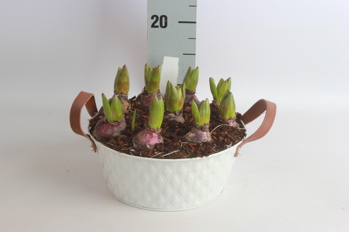 <h4>ARR HYACINTH</h4>