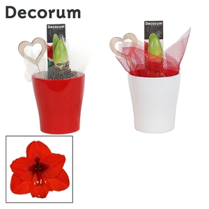 Amaryllis Rood 2 Knop in Ompot Amy LOVE (Decorum)