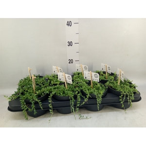 Senecio herreianus