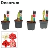 Amaryllis Dubbelbl. Mix 2 Knop (Decorum)