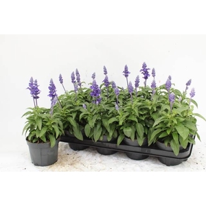 SALVIA FARINACEA