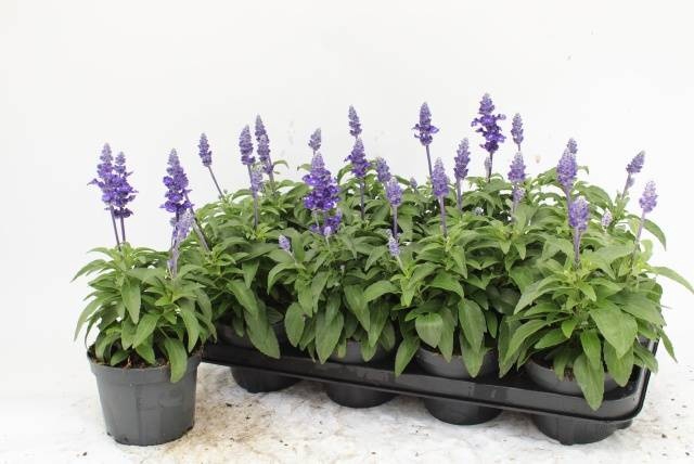 <h4>SALVIA FARINACEA</h4>