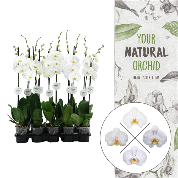 <h4>Your Natural Orchid | White 75cm | Phalaenopsis 1 spike</h4>