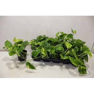 Epipr Aureum