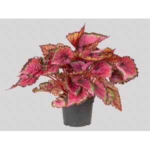 BEGONIA BELEAF ICARUS WINGS P15