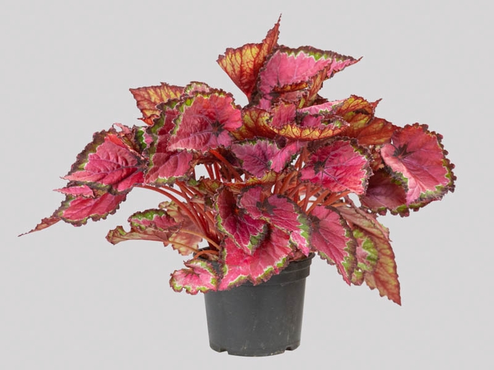 <h4>BEGONIA BELEAF ICARUS WINGS P15</h4>