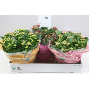 Kalanchoe Calandiva Mix