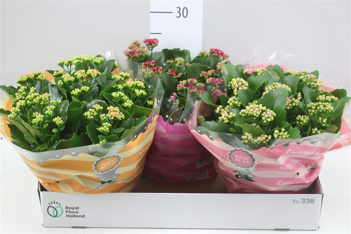 <h4>Kalanchoe Calandiva Mix</h4>