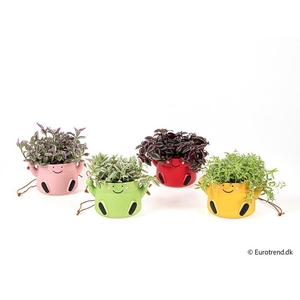 E 4488 mr swing king 10,5 cm