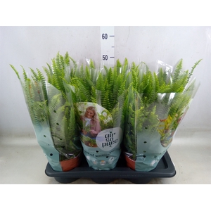 Nephrolepis exal. 'Green Lady'
