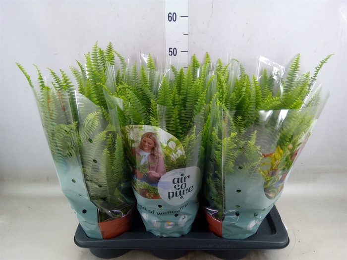 <h4>Nephrolepis exal. 'Green Lady'</h4>