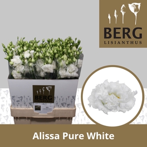 Lisianthus Alissa Pure White