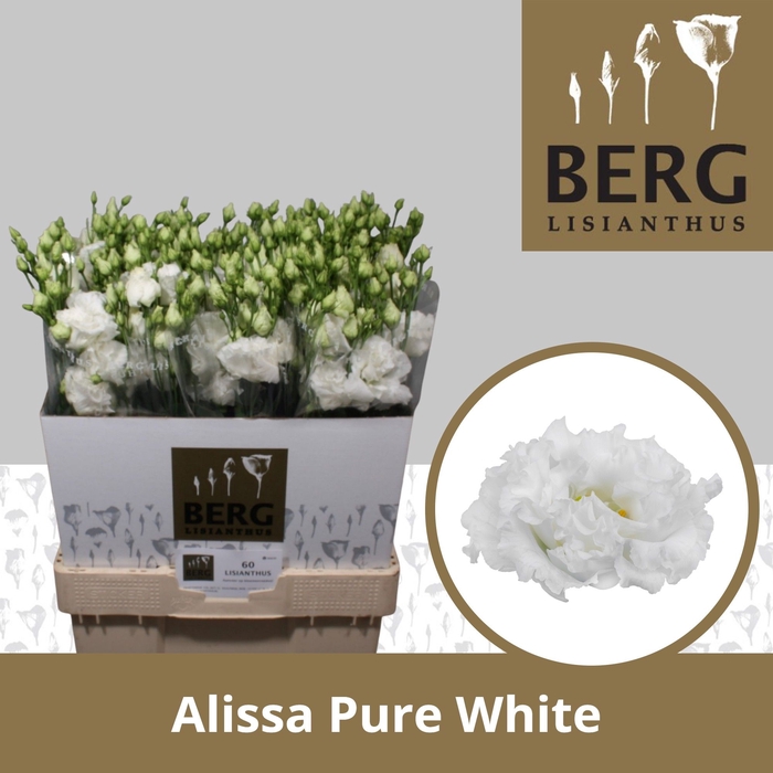 <h4>Lisianthus Alissa Pure White</h4>