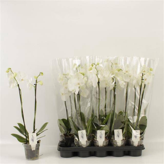 <h4>PHAL OV WIT</h4>