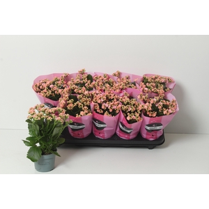 KAL GE PERFECTA PINK