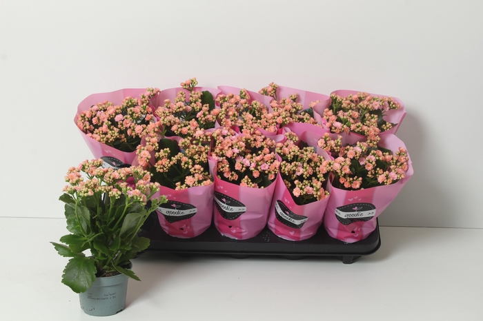 <h4>KAL GE PERFECTA PINK</h4>