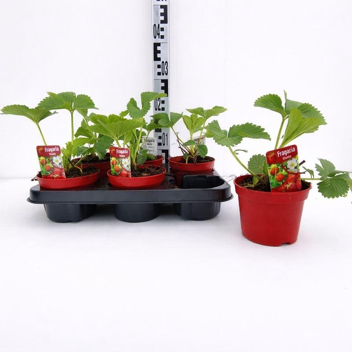 <h4>Fragaria 'Elsanta'</h4>