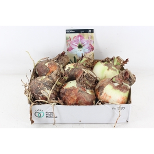 arr4 Amaryllis CM - Apple blossom