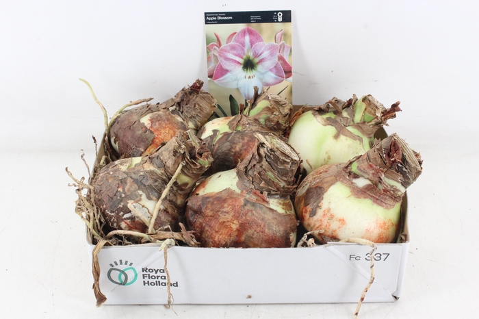 <h4>arr4 Amaryllis CM - Apple blossom</h4>