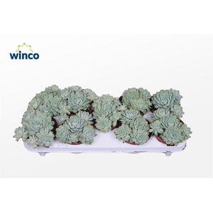 Echeveria Zonnestraal (group)