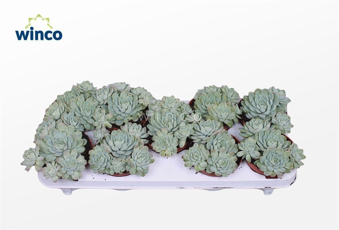 <h4>Echeveria Zonnestraal (group)</h4>