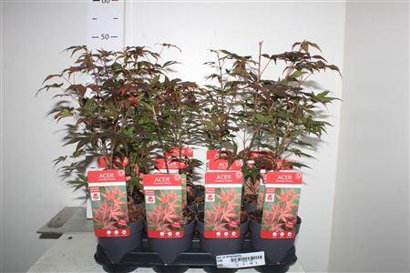 <h4>Acer Pa Atropurpureu</h4>