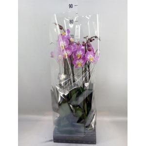 Phalaenopsis  'Ant Split'