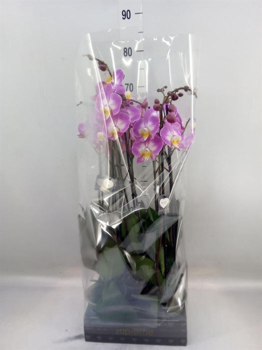 <h4>Phalaenopsis  'Ant Split'</h4>