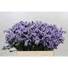 Limonium Sinuatum Donau Birds