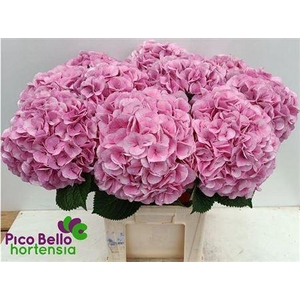 Hydr M My Vienna 80cm