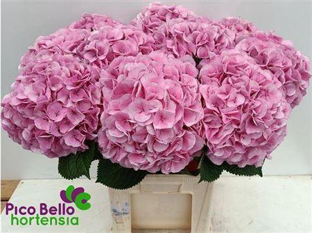 <h4>Hydr M My Vienna 80cm</h4>