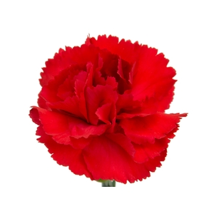 CRAVO SPRAY DRACULA 070 CM VERMELHO