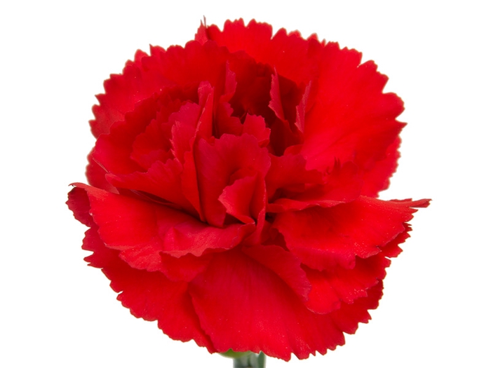 CRAVO SPRAY DRACULA 070 CM VERMELHO