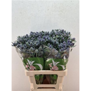 ERYN PL BLUE GLITT