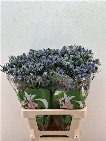 <h4>ERYN PL BLUE GLITT</h4>