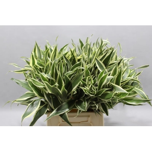 Sanderiana Variegata 50 Cm