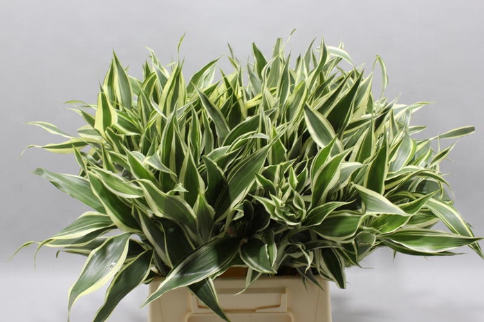 <h4>Sanderiana Variegata 50 Cm</h4>