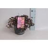 vaste planten 19 cm  Geranium Orkney Cherry