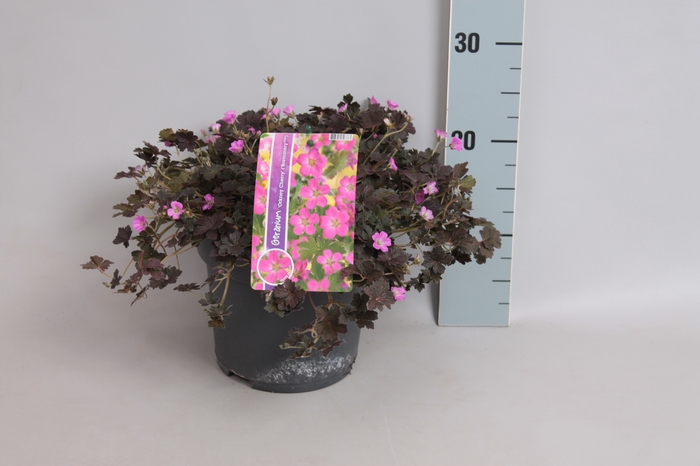 vaste planten 19 cm  Geranium Orkney Cherry
